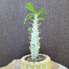 Pachypodium saundersii - Rare