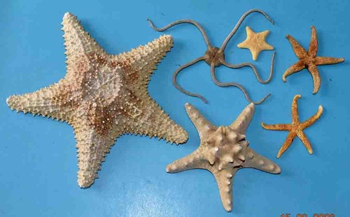 Etoiles mer pieces - -,
