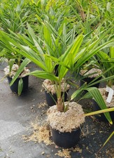 Trachycarpus fortunei /