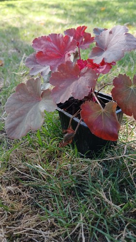 Heuchère cherry colas - heuchère,