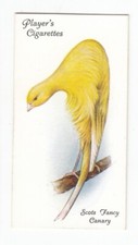 SCOTS FANCY CANARY Vintage
