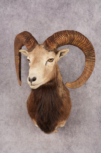 Mouflon sheep sku 3283 - mouflon,