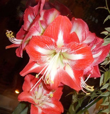 Amaryllis (Hippeastrum) -