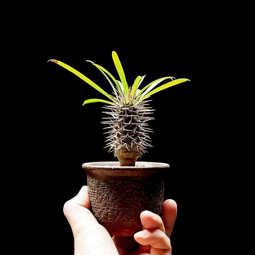 High 10cm succulent plants - high,