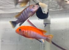 Live Fish Swedish Red Top Labidochromis Hongi Mbuna African Cichlid