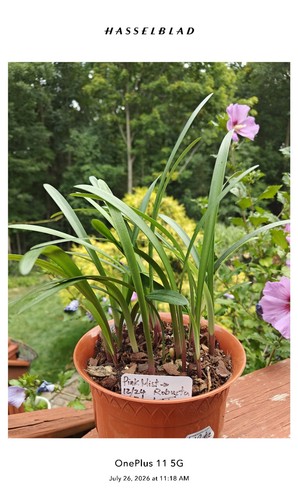 Two clivia seedlings - two,