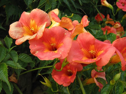 Bignone chine campsis - bignone,