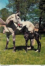 Carte Postale - Animaux -