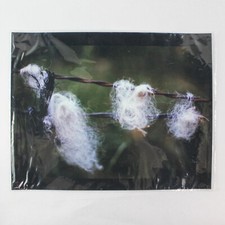 Vintage Mouton Laine Sur Clôture Photo 27.9cmx35.6cm - Good D'Occasion État