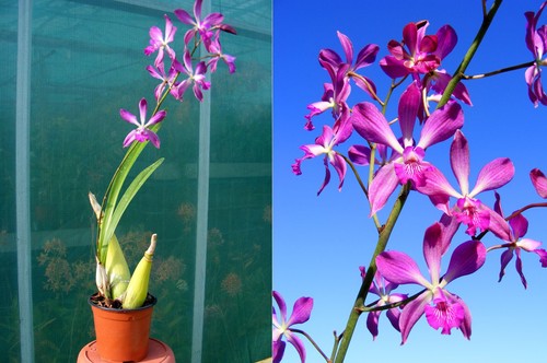 Catyclia purple - catyclia, (epicattleya)