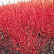 Cornus sericea RED OSIER