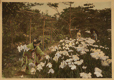 Herbert Ponting, Japan Mammoth Print, Iris Garden in Hori-kiri Silver Print