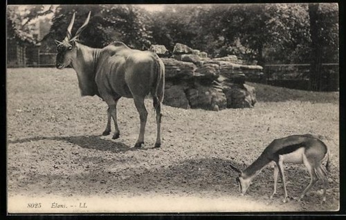 Carte postale bovins petits - carte, et