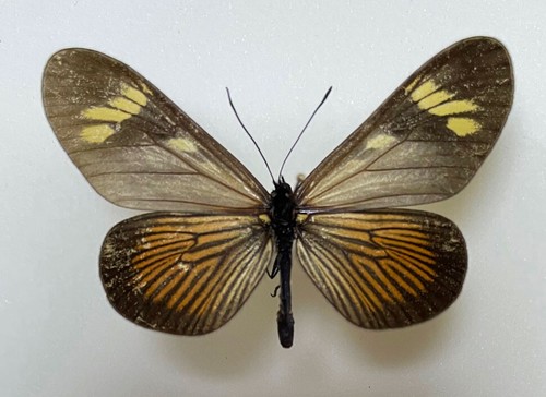 Acraeidae actinote rhodope - acraeidae,
