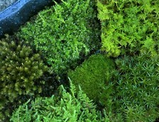 Live moss 6 types Star Sheet Cushion 6x9" tray +bonuses Terrarium plant uncommon