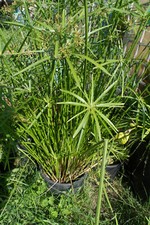 1 Papyrus Cyperus 15/20 cm