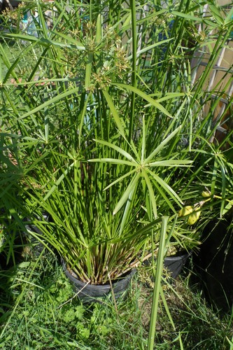 Papyrus cyperus 20 - papyrus, cm