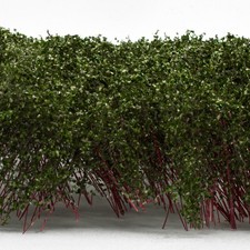 Grands Arbustes - Vert Foncé-