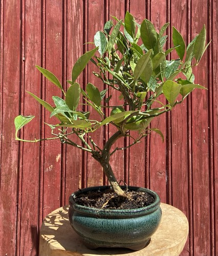 Bonsaï agrume citrus - ,