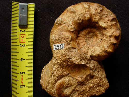 Ammonite callovien - ammonite,