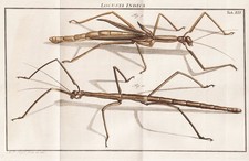 Tab XIX Sauterelles Locusts