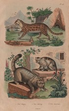 CATS. Chat-élégant (Margay?). Chat Sauvage (Wildcat). Chat (Domestic Cat) 1833
