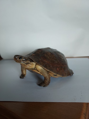 Tortue naturalisée - tortue,