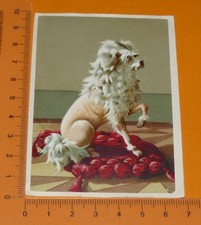 CHROMO 1890-1914 UNBRANDED CHIEN ON ITS CUSHION