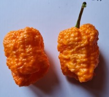 20 graines de piment Kraken