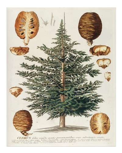 Affiche vintage arbre