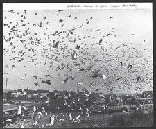 1980 -- BELGIUM. QUIEVRAIN . PIGEON PASSENGER COMPETITION. 4A839