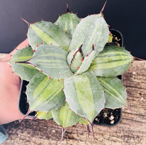 Big agave parryi - big,