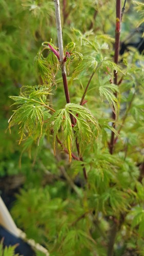 Acer palmatum seiryu - palmatum, 'seiryu'