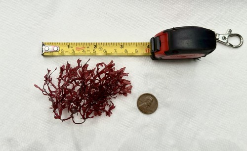 Live red pom gracilaria - live,