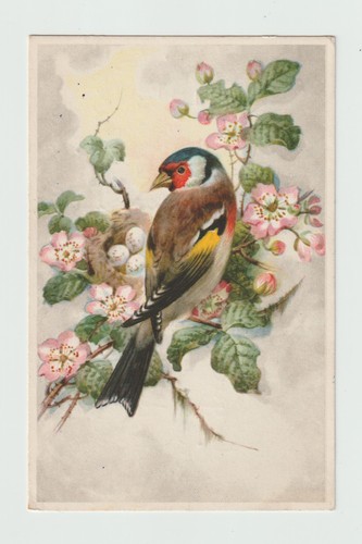 Chardonneret oiseau cpa - ., oiseau.