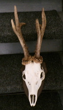 superbe  TROPHEE CHASSE