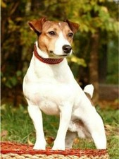 PLAQUE MÉTAL  chien jack