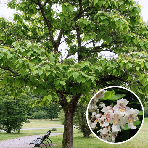 Catalpa bignonioides - , –