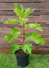 FICUS carica "Dauphine", FIGUIER "Dauphine" Plant de 30cm!