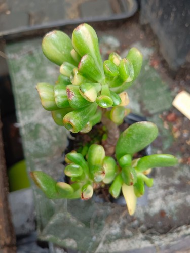 Crassula ovata gollum - crassula,