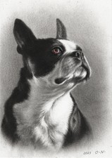 bouledogue français, tableau