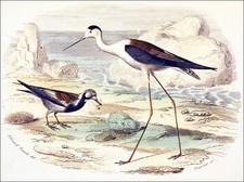 ORNITHOLOGIE : TOURNEPIERRE à