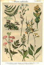 Botany Engraving Medicinal Plants 1935 - Book Issue