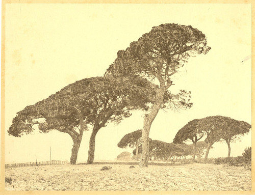 France pins parasols sur - sur, la