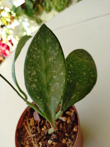 Hoya rundumensis - hoya,