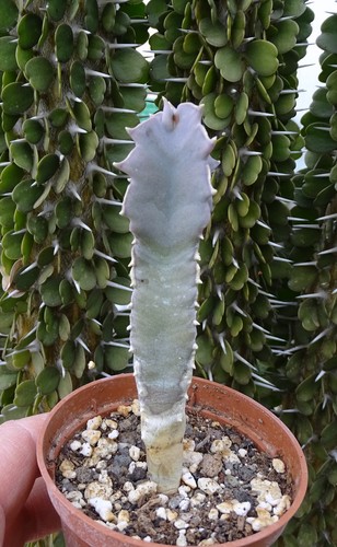 Caralluma speciosa succulente - caralluma,