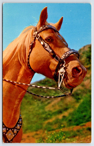 Postcard palomino quarter - palomino,