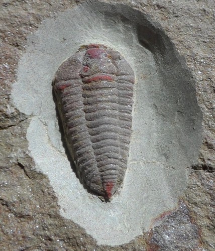 Trilobite ordovicien maroc - trilobite, du