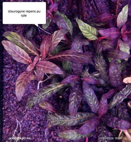 Pied staurogyne repens - 1,