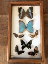 PRETTY BUTTERFLIES IN A GLASS FRAME
